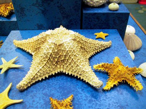 STAR FISH
