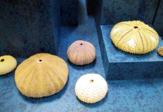 SEA URCHIN