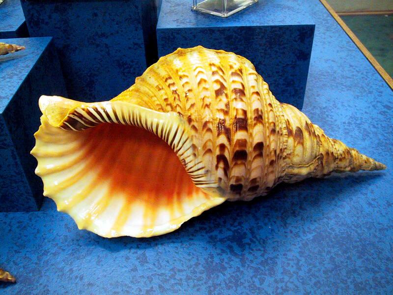 SEA SHELL