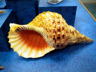 SEA SHELL