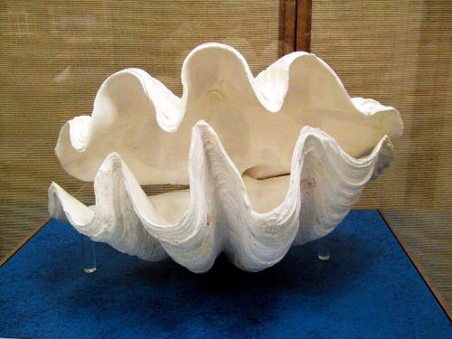 CLAM SHELL