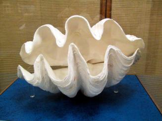 CLAM SHELL