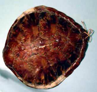 TORTOISE SHELL