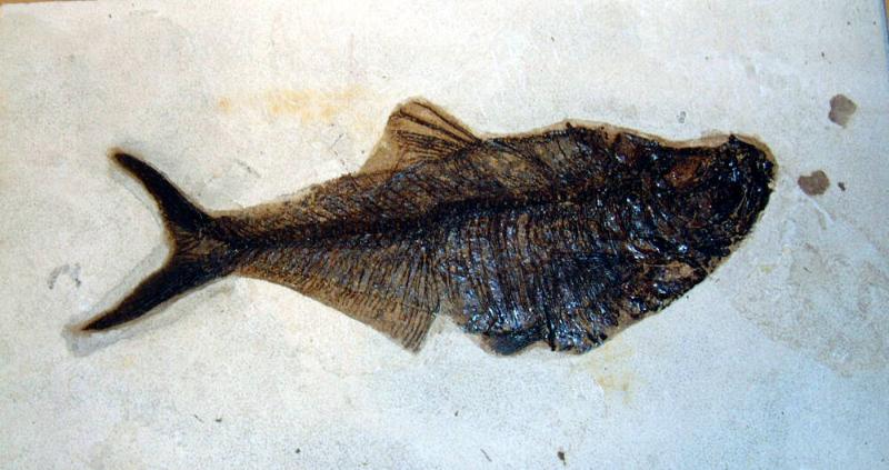 FOSSILIZED FISH