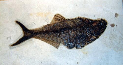 FOSSILIZED FISH