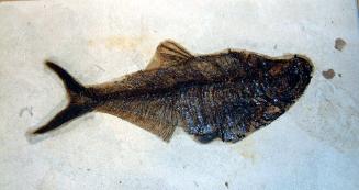 FOSSILIZED FISH