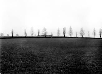 Trees, Hereford, England, 1980