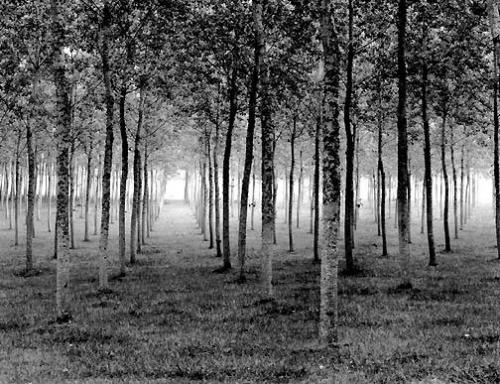 Grove, Dordogne, France, 1985