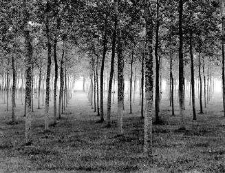 Grove, Dordogne, France, 1985