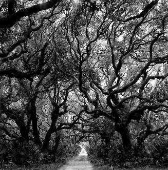 Trees, Cumberland Island, Georgia, 1991