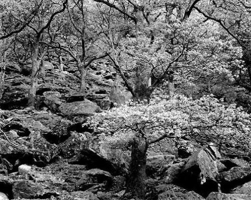 Trees, rocky ground, 1980