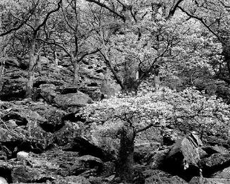 Trees, rocky ground, 1980