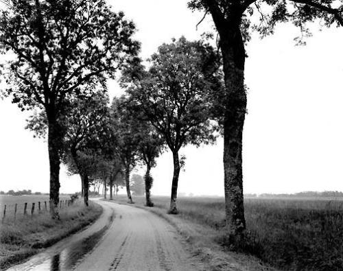 Road with trees, 1985