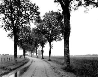 Road with trees, 1985