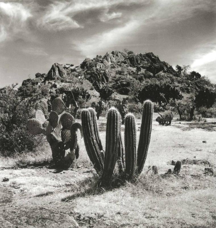 PAISAJE CON CERRO Y CACTOS