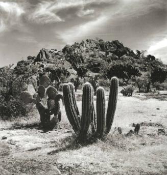 PAISAJE CON CERRO Y CACTOS