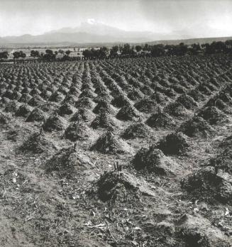 MONTICULOS DESPUES DE LA COSECHA DE MAIZ
