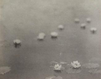 UNTITLED (BLURRED LILIES)