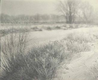 UNTITLED (SNOW AND GRASSES)