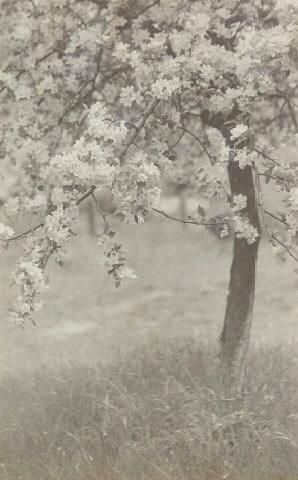 UNTITLED (APPLE TREE IN BLOOM)