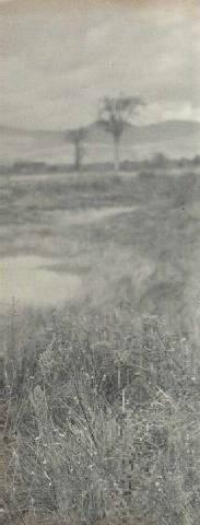 UNTITLED (FIELD GRASSES)