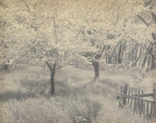 UNTITLED (APPLE BLOSSOMS AND FENCE)