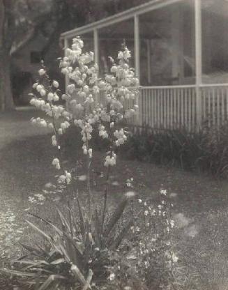 UNTITLED (SPIKY PLANT WITH PORCH)