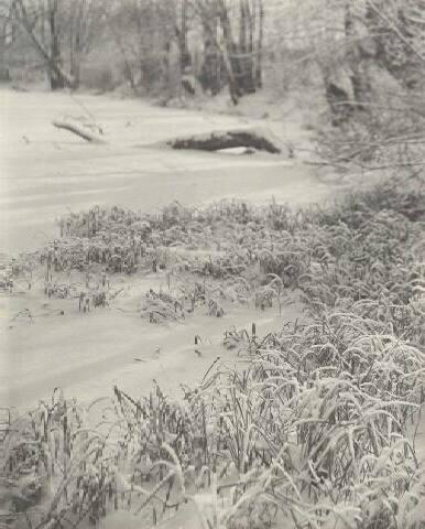 UNTITLED (SNOWY GRASS)