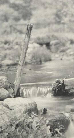 UNTITLED (BRANCH BETWEEN ROCKS AT EDGE OF BROOK)