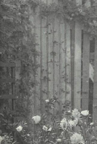 UNTITLED (ASTERS WITH FENCE)
