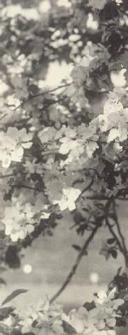 UNTITLED (BLOSSOMS)