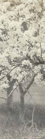 UNTITLED (APPLE BLOSSOM BRANCH)