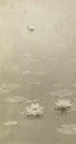 UNTITLED (TWO LILIES)