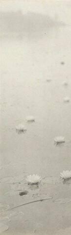 UNTITLED (WATER LILIES)