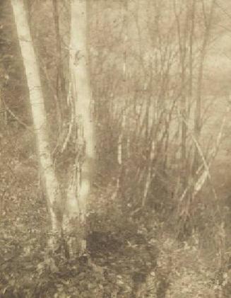 FOREST EDGE