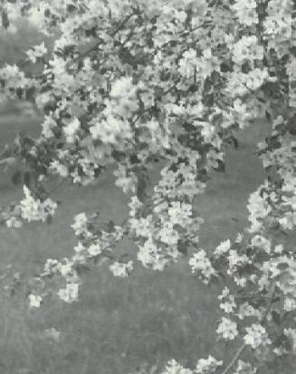UNTITLED (BLOSSOMS)