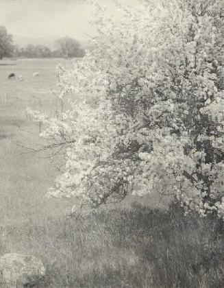 UNTITLED (APPLE BLOSSOMS WITH COWS IN DISTANCE)