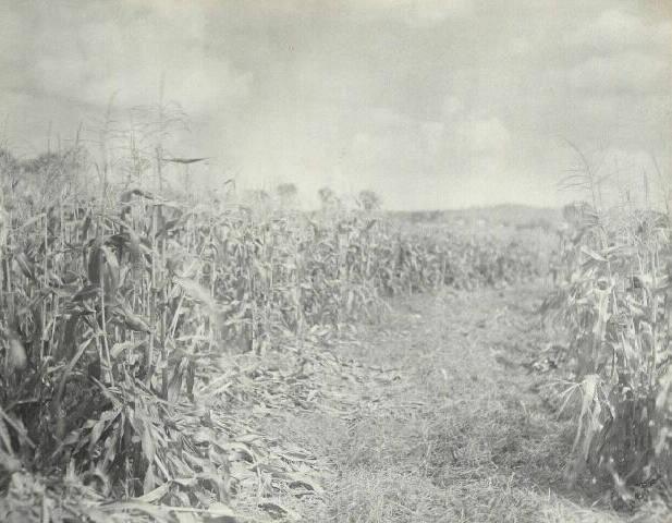 UNTITLED (ROW BETWEEN CORN ROWS)