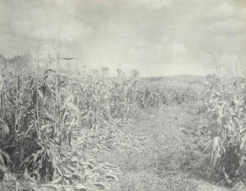 UNTITLED (ROW BETWEEN CORN ROWS)