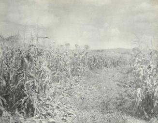 UNTITLED (ROW BETWEEN CORN ROWS)