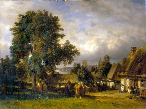 APPLE HARVEST IN NORMANDY