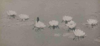 UNTITLED (WATER LILIES)