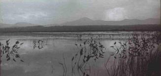 UNTITLED (LANDSCAPE)