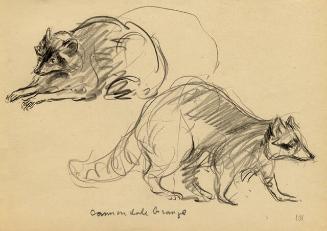 RACCOON, COMMONDALE GRANGE