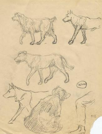 DOG STUDIES