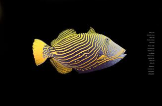 TRIGGER FISH