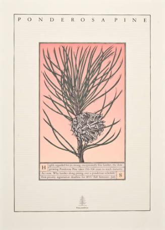PONDEROSA PINE