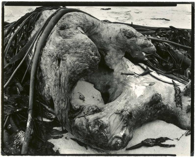 KELP AND DRIFTWOOD, CARMEL