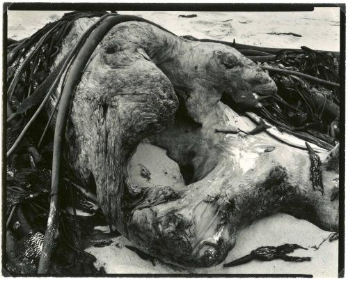 KELP AND DRIFTWOOD, CARMEL