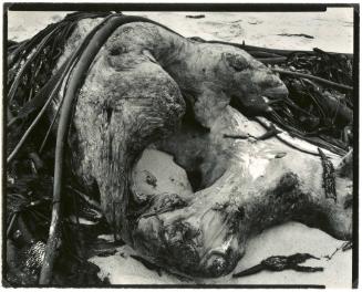 KELP AND DRIFTWOOD, CARMEL